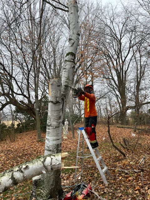 Trevor on a ladder cutting a birch stem